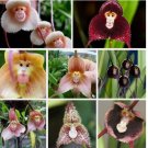 Monkey Face Orchid Flower Seeds mix Plant Bonsai Home Garden 50pcs