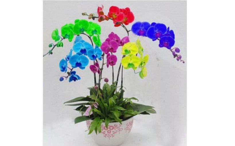 Multi Color ORCHID rare flower bloom exotic house plant 20 SEEDS