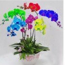 Multi Color ORCHID rare flower bloom exotic house plant 20 SEEDS