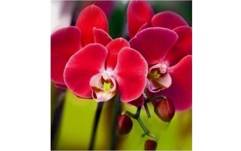 Red ORCHID rare flower bloom garden exotic house plant 20 SEEDS