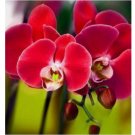 Red ORCHID rare flower bloom garden exotic house plant 20 SEEDS Red ORCHID rare flower bloom garden exotic house plant 20 SEEDS
