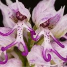 Italian man orchid seeds 50pcs