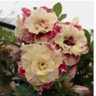 Desert Rose Flower Adenium 5pcs SEEDS