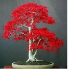 Japanese Red Maple Tree Bonsai 20 SEEDS