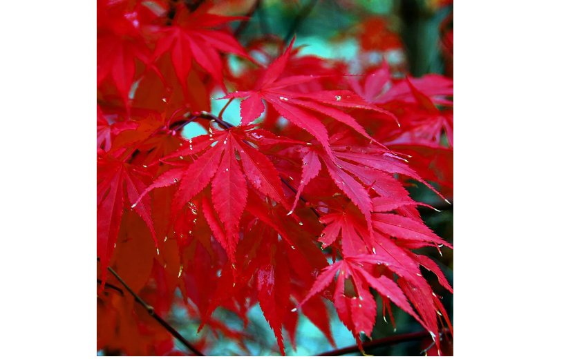 Red Japanese Maple Tree Seeds 10pcs