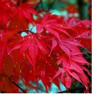 Red Japanese Maple Tree Seeds 10pcs
