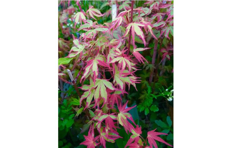 Purple Green Japanese Maple Tree Bonsai 20 pcs