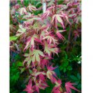 Purple Green Japanese Maple Tree Bonsai 20 pcs