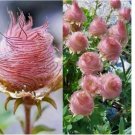 Prairie Smoke Fire Seeds Plants Garden Planting Colorful 20 SEEDS Prairie Smoke Fire Seeds Plants Garden Planting Colorful 20 SEEDS
