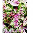 6 SEEDS Caladium Bulbs for Planting