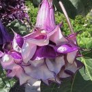 20 SEEDS Datura metel Triple Purple