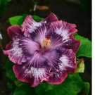 Silver Pink Purple Hibiscus Seeds Flowers 20pcs