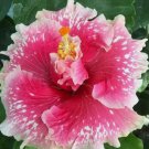 Pink White Hibiscus Seeds Flowers 20pcs