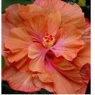 Double Orange Pink Hibiscus Seeds Flowers 20 pcs