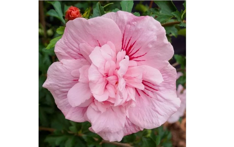 Double Light Pink Hibiscus Seeds Flowers 20pcs