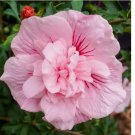 Double Light Pink Hibiscus Seeds Flowers 20pcs