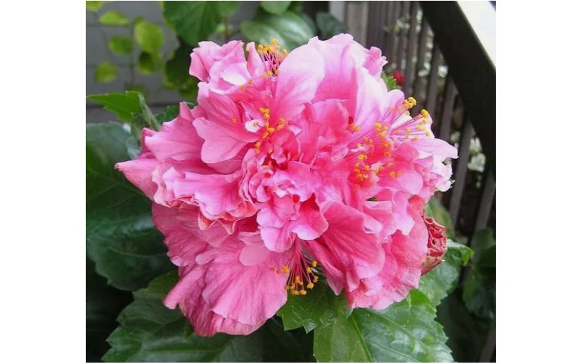 Double Bright Pink Hibiscus Seeds Flowers 20pcs