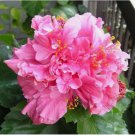 Double Bright Pink Hibiscus Seeds Flowers 20pcs