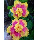 Double Pink Yellow Hibiscus Seeds Hardy Flower 20pcs