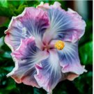 Blue Purple Hibiscus Seeds Hardy Perennial Flower Tropical 20pcs