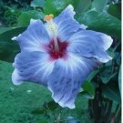 Blue Silver Hibiscus Seeds Flowers 20pcs