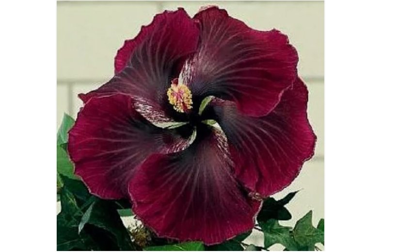 Dark Red Black Hibiscus Seeds Flowers 20pcs