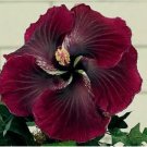 Dark Red Black Hibiscus Seeds Flowers 20pcs