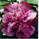 Double Pink Purple Hibiscus Seeds Flowers 20pcs