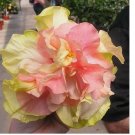 Double Pink Orange Hibiscus Seeds Flowers 20pcs