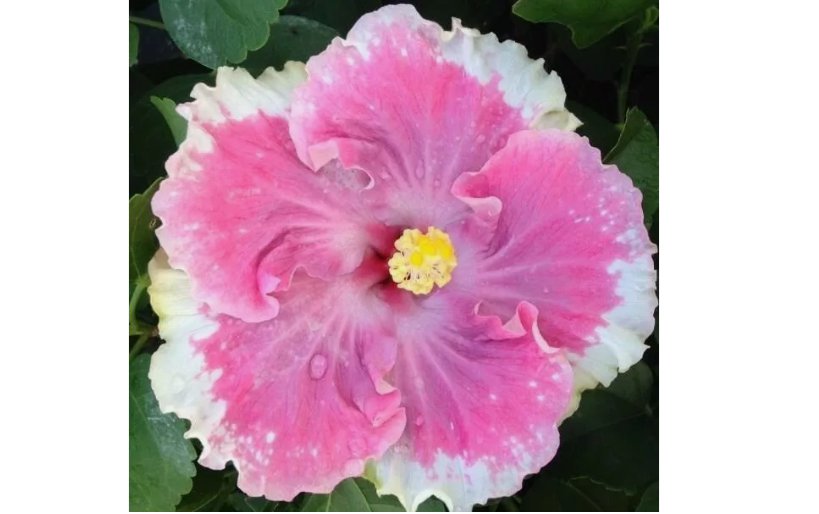 White Light Pink Seeds Flowers Flower 20pcs