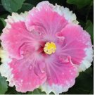 White Light Pink Seeds Flowers Flower 20pcs