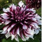 20 SEEDS Beautiful Perennial Dahlia Flowers Seeds