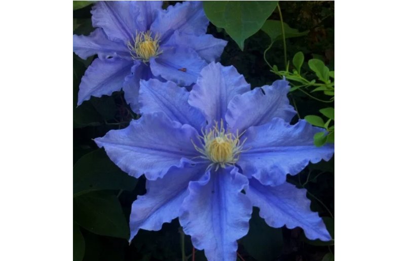 Blue Clematis Seeds Bloom Climbing Perennial Flowers 25 pcs