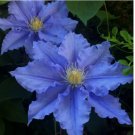 Blue Clematis Seeds Bloom Climbing Perennial Flowers 25 pcs