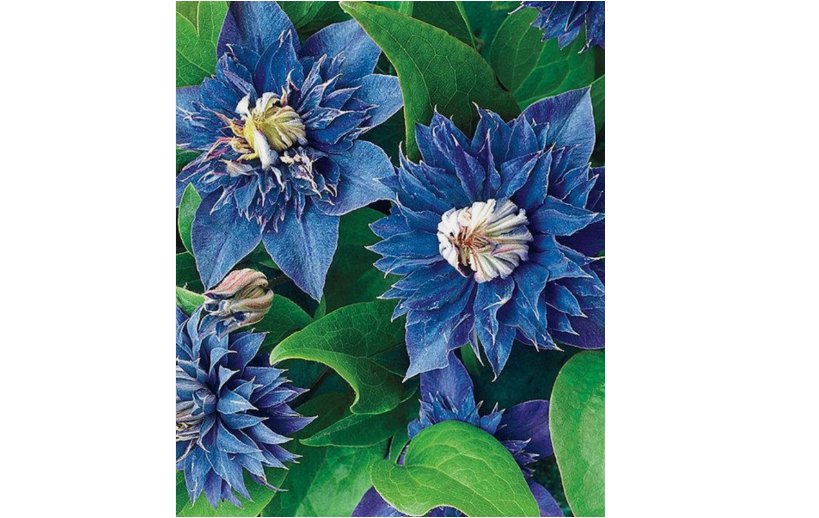 Double Blue Clematis Seeds Bloom Flowers Perennial 25pcs