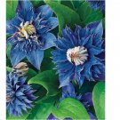 Double Blue Clematis Seeds Bloom Flowers Perennial 25pcs
