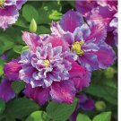 Piilu Clematis Seeds Climbing Perennial Plumeria Bloom 25pcs