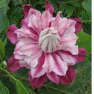 Patricia Clematis Seeds Climbing Perennial Plumeria Bloom 25pcs