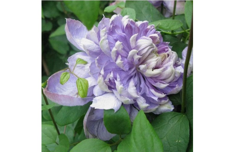 Blue Lights Pink Clematis Seeds Climbing Perennial Plumeria 25pcs
