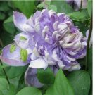 Blue Lights Pink Clematis Seeds Climbing Perennial Plumeria 25pcs