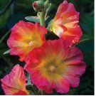Pink Orange Hollyhock Seeds Perennial Flowers 25pcs