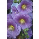 Purple Yellow Hollyhock Seeds Perennial Giant Flower 25pcs