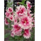 Pink White Hollyhock Seeds Perennial Giant Seed Flower 25 pcs