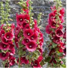 30 SEEDS HOLLYHOCK FLOWER SUMMER CARNIVAL MIX herb PERENNIAL