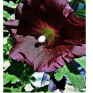 25 SEEDS Hollyhocks seeds Black organically grown Heirloom