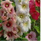 30 SEEDS HOLLYHOCK FLOWER SUMMER CARNIVAL MIX herb PERENNIAL