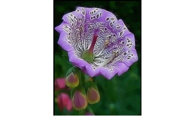 Mallow rose flower seeds for spring summer 20pcs