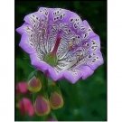 Mallow rose flower seeds for spring summer 20pcs