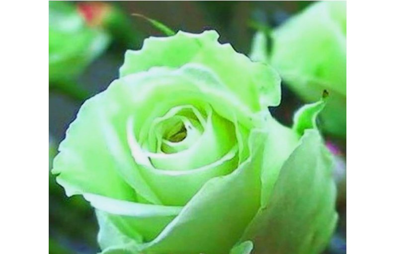CLASSIC LIGHT GREEN Rose hybrid flower Bush exotic plant 20 SEEDS