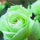 CLASSIC LIGHT GREEN Rose hybrid flower Bush exotic plant 20 SEEDS